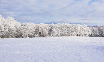 landscape of snow covered trees in winter forest 