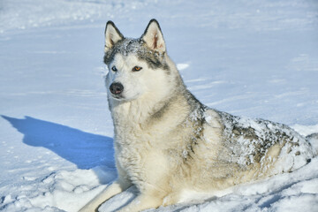 Fototapeta na wymiar Siberian husky lies in the snow on a bright sunny day with its ears pricked up.