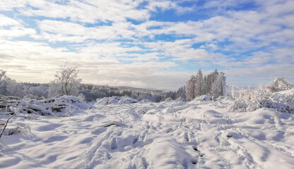 Fototapeta na wymiar landscape of snow covered trees in winter forest 