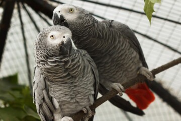 African parrots gray kiss pair. wings pet © Colored emotions