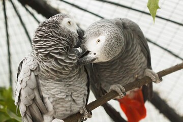 African parrots gray kiss pair. romance