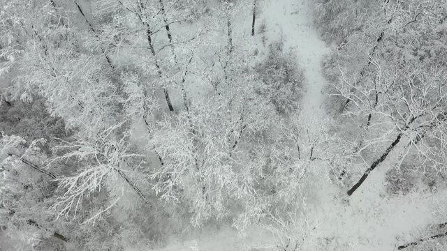 Winterwald von oben