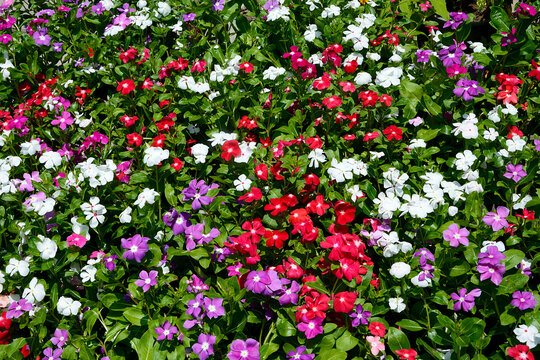 Vinca rosea cheap