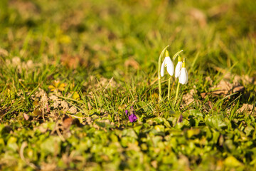 Snowdrops flowering in the grass