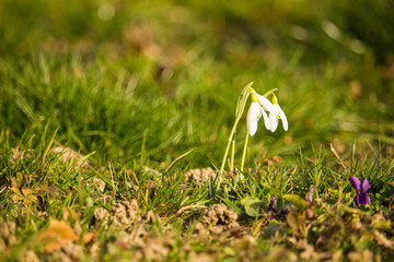 Snowdrops flowering in the grass