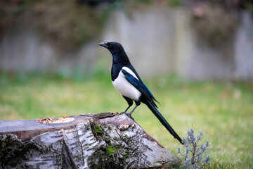 Vögel im Ruhrgebiet