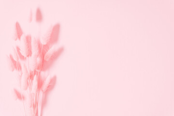 Beautiful pink composition. Dried flowers, dry fluffy pink spikelets on pastel pink background....