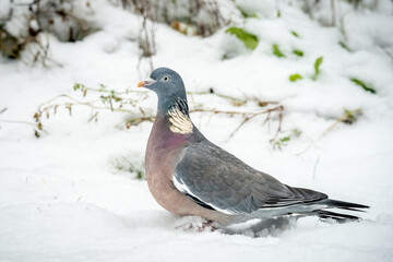 Vögel im Ruhrgebiet