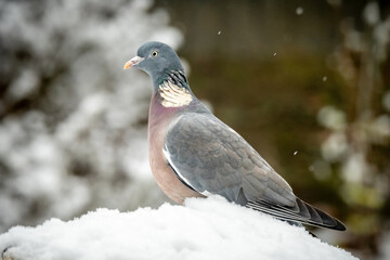 Vögel im Ruhrgebiet