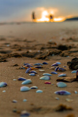 Conchas coloridas jogada na areia