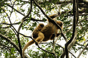mama monkey and little monkey on a tree