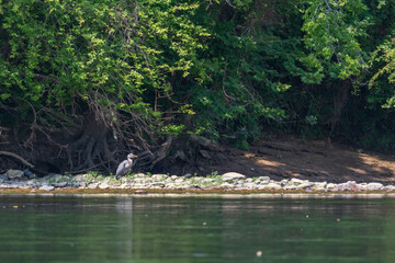 Heron standing on riverbank 