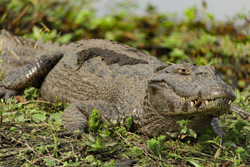 Alligator in a swamp