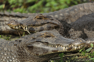Fototapeta premium Alligators resting 2