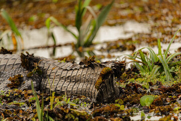 Alligator tail