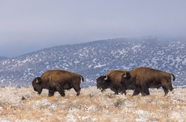 Bison Bulls in Winter in Northern Arizona