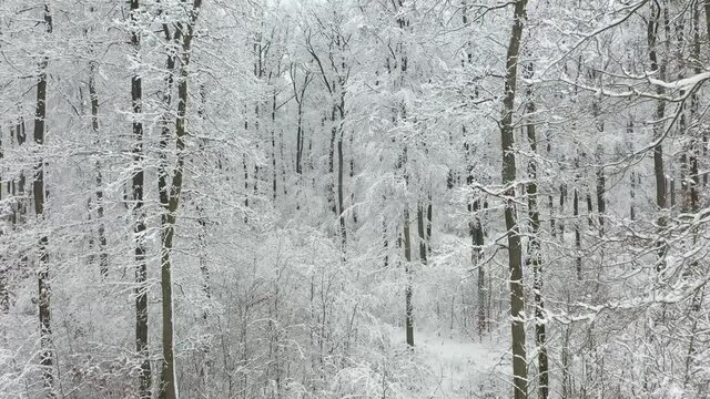 Winterwald Panorama