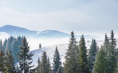 Spruce trees on a snow-covered mountain slope.