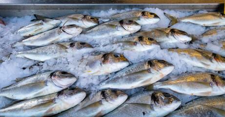 Daurades fraiches, sea breams, fish,