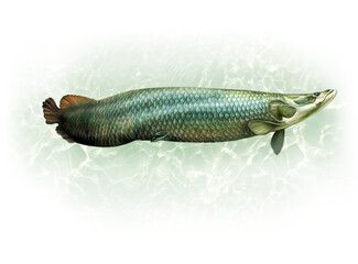 The arapaima (Arapaima gigas)