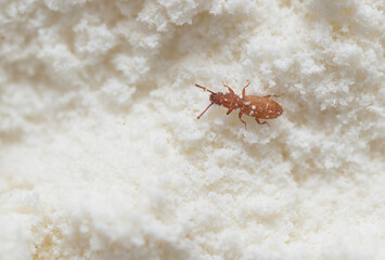 Red insect weevil appeared in flour provisions at home