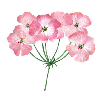 Watercolor illustration with inflorescences, flowers, buds and leaves of the geranium plant
