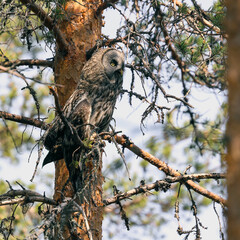 Great Grey Owl