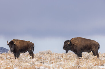 Bison Bulls in Winter in Northern Arizona