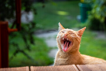 Cute little kitten resting in the garden, yawns and showing teeth.