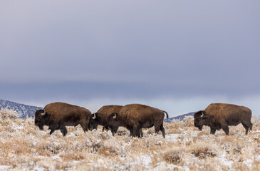 Bison Bulls in Winter in Northern Arizona