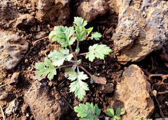 Mugwort, 
mugwort growing in the field, 쑥