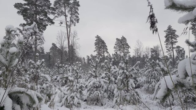 Winter walking alone in the wood during lockdown, pandemic, isolation and quarantine, nature while snowing.