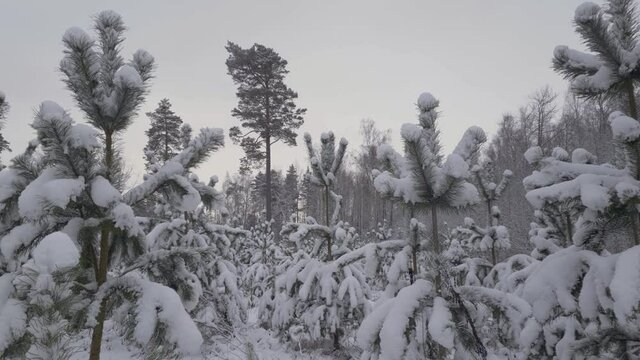 Winter walking alone in the wood during lockdown, pandemic, isolation and quarantine, nature while snowing.