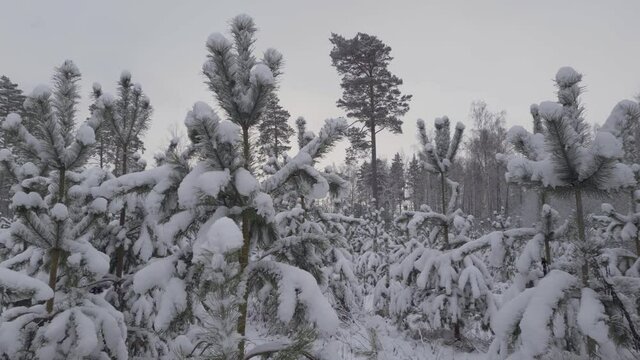 Winter walking alone in the wood during lockdown, pandemic, isolation and quarantine, nature while snowing.