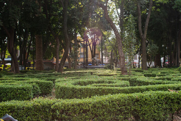 Peaceful park with trees and bushes in Mexico City