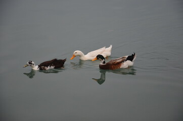 Ducks swimming in turbid water. Different kinds of ducks, each more beautiful than the other. Reflections in water.
