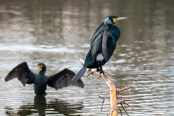 Cormorant perching on dry branch on lake, closeup shot
