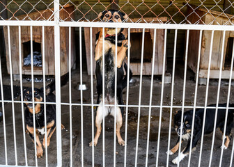 A sad dog in a cage at a shelter waiting for adoption.