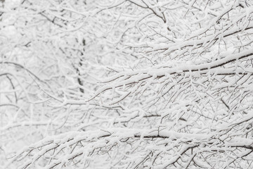 Trees with snow in winter park. Snowy day, cloudy sky.