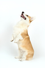 Portrait of Welsh Corgi on a white background.