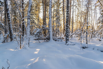 The beauty of the winter taiga at sunset