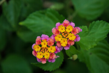 Lantana flowers close-up