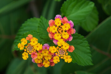 Lantana flowers close-up