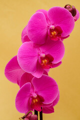 Obraz na płótnie Canvas purple orchid, Phalaenopsis, Mallorca, Balearic Islands, Spain