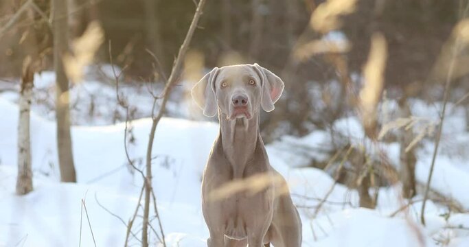 Weimaraner