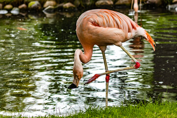 American flamingo wading in a pond. Calgary Zoo, Calgary, Alberta, Canada
