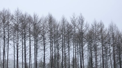 Bergischer Wald im Winter