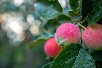 three red small apples in drops of water shallow depth of field