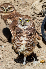 Burrowing owls watching the sights. Birds of Prey Centre, Coledale, Alberta, Canada