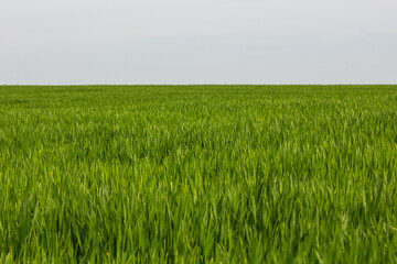 A green crop field in early spring